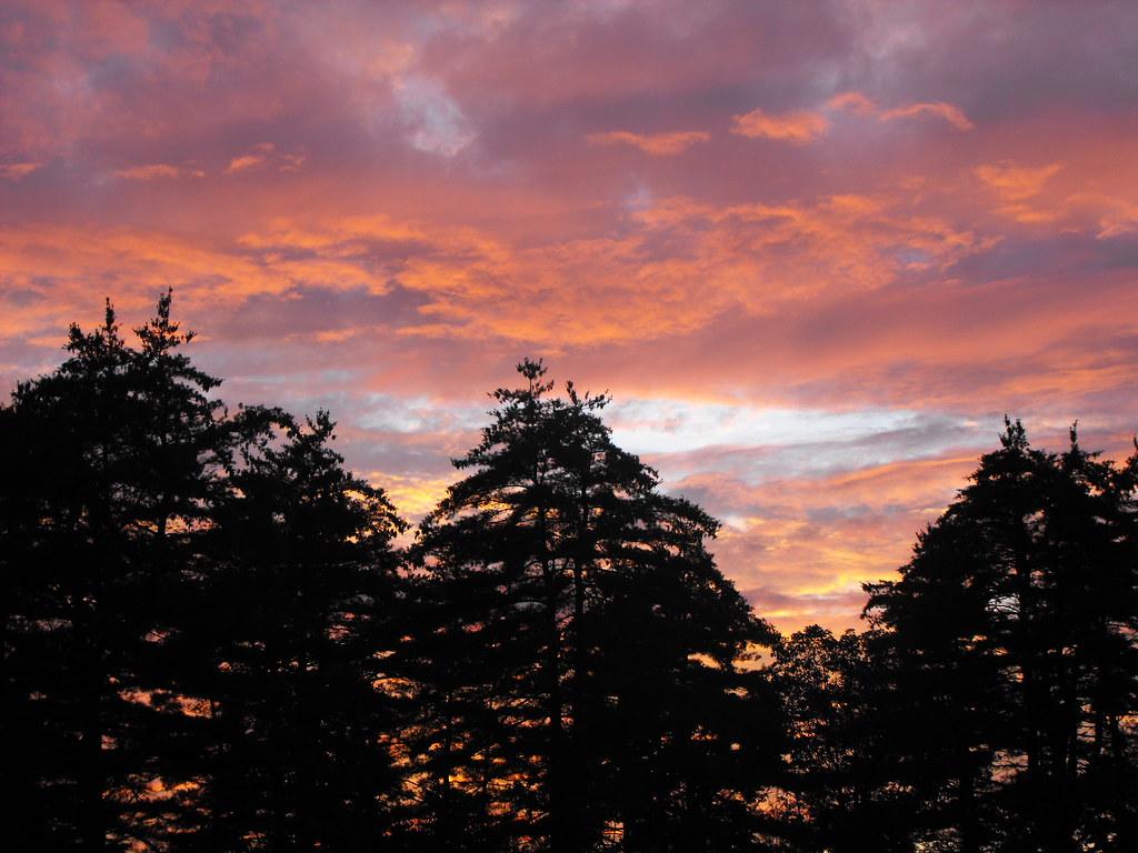 DSCF2172. sunset behind white pines
