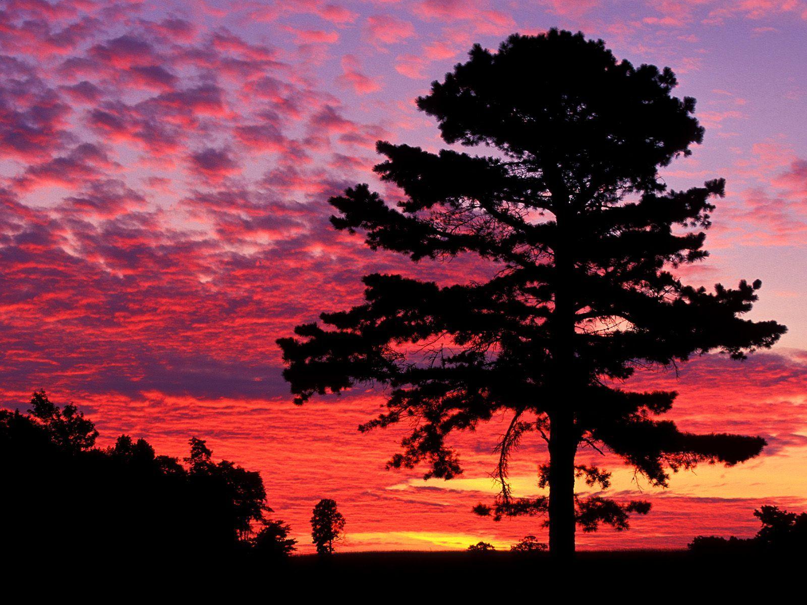 Pics For > Sunset Pine Trees. Pine tree silhouette, Sunset