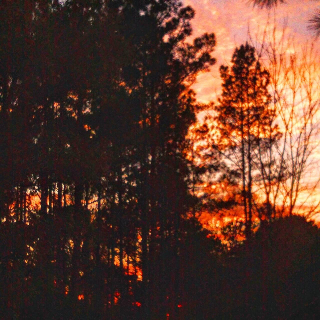 Sunset in the pines wallpaper