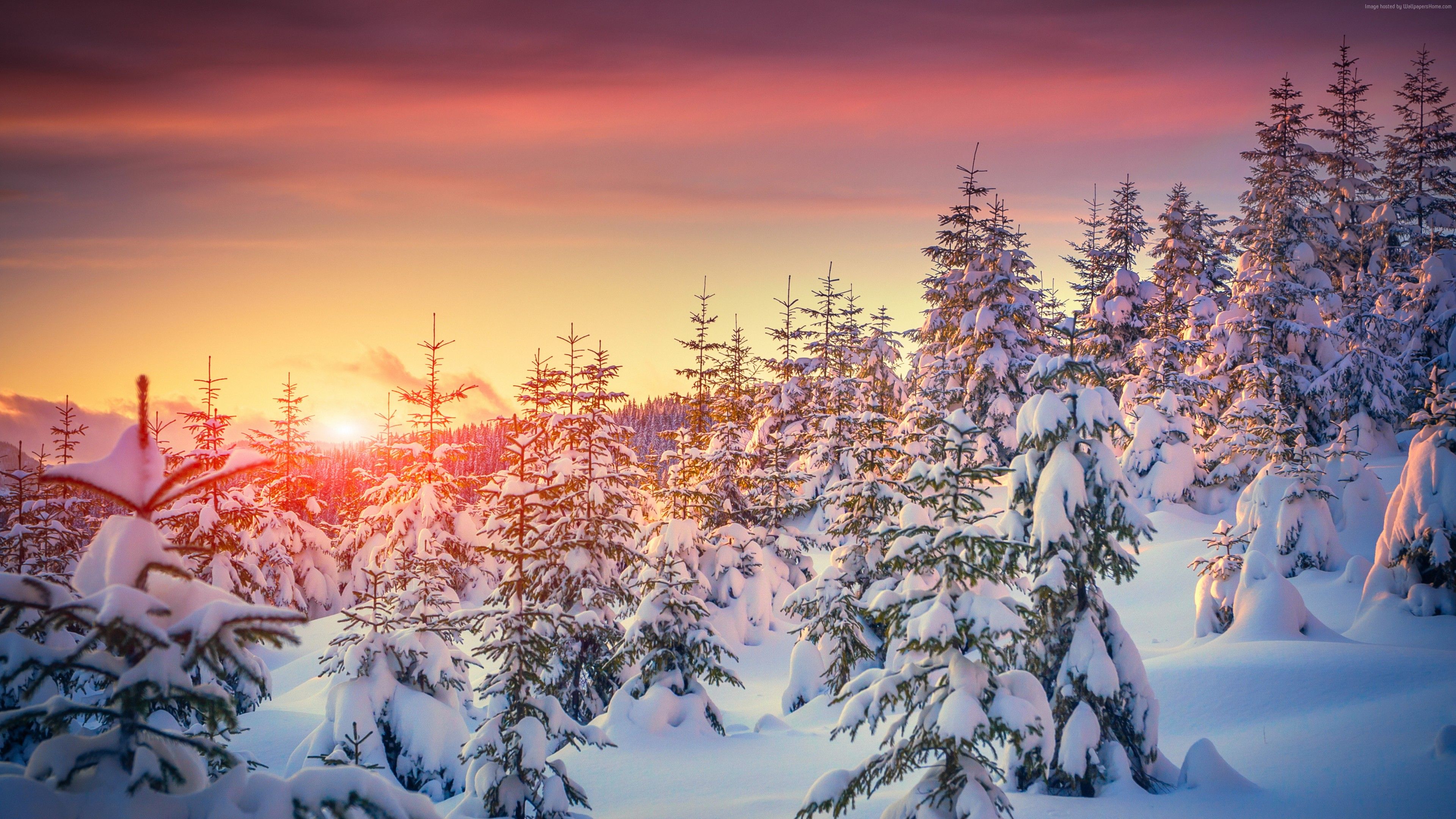 Pines Wallpaper Nature: Pines snow sunset winter. Winter sunrise, Sunset wallpaper, Colorful landscape