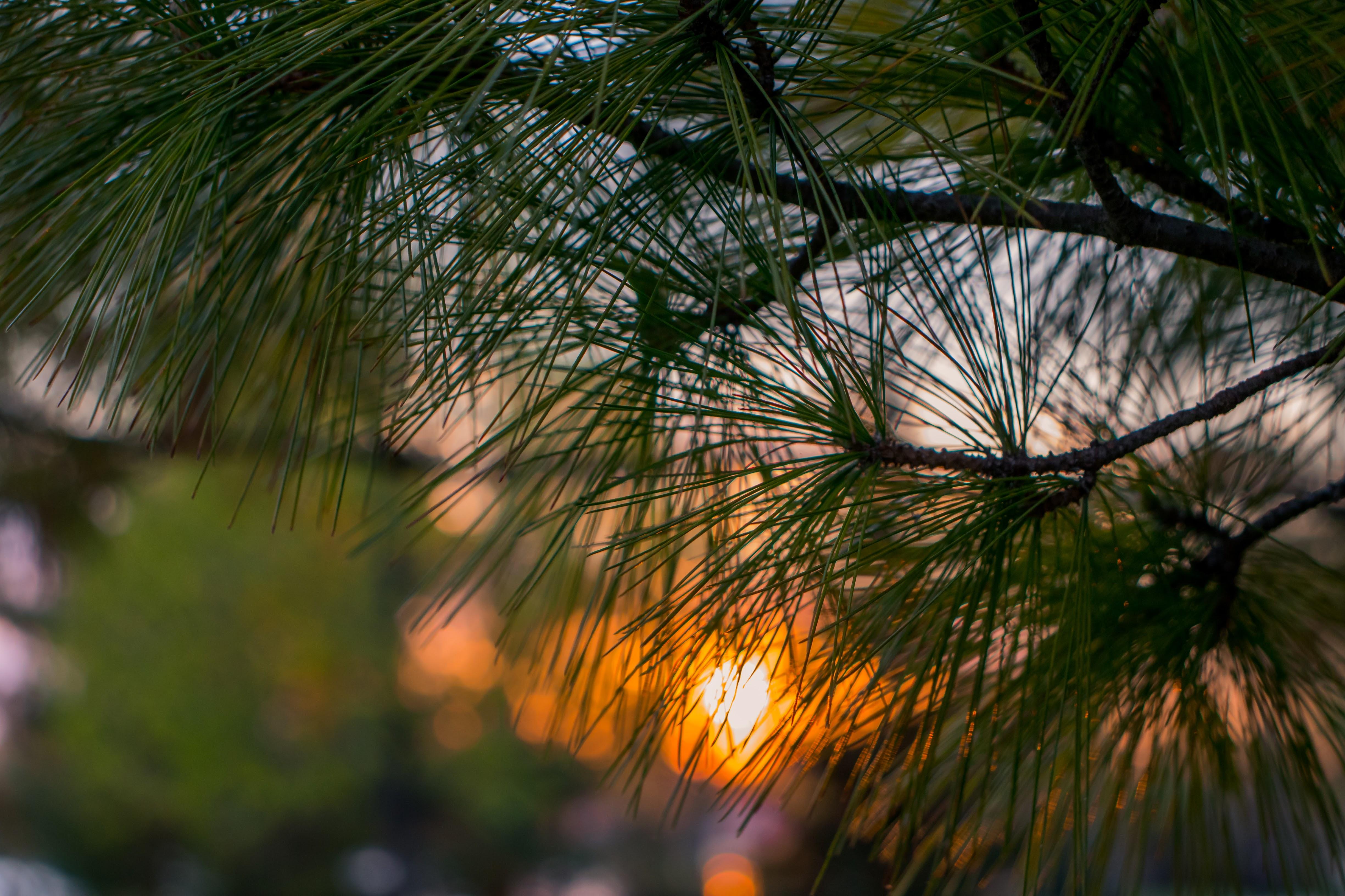 Pines and a sunset [OC] [ 3265]