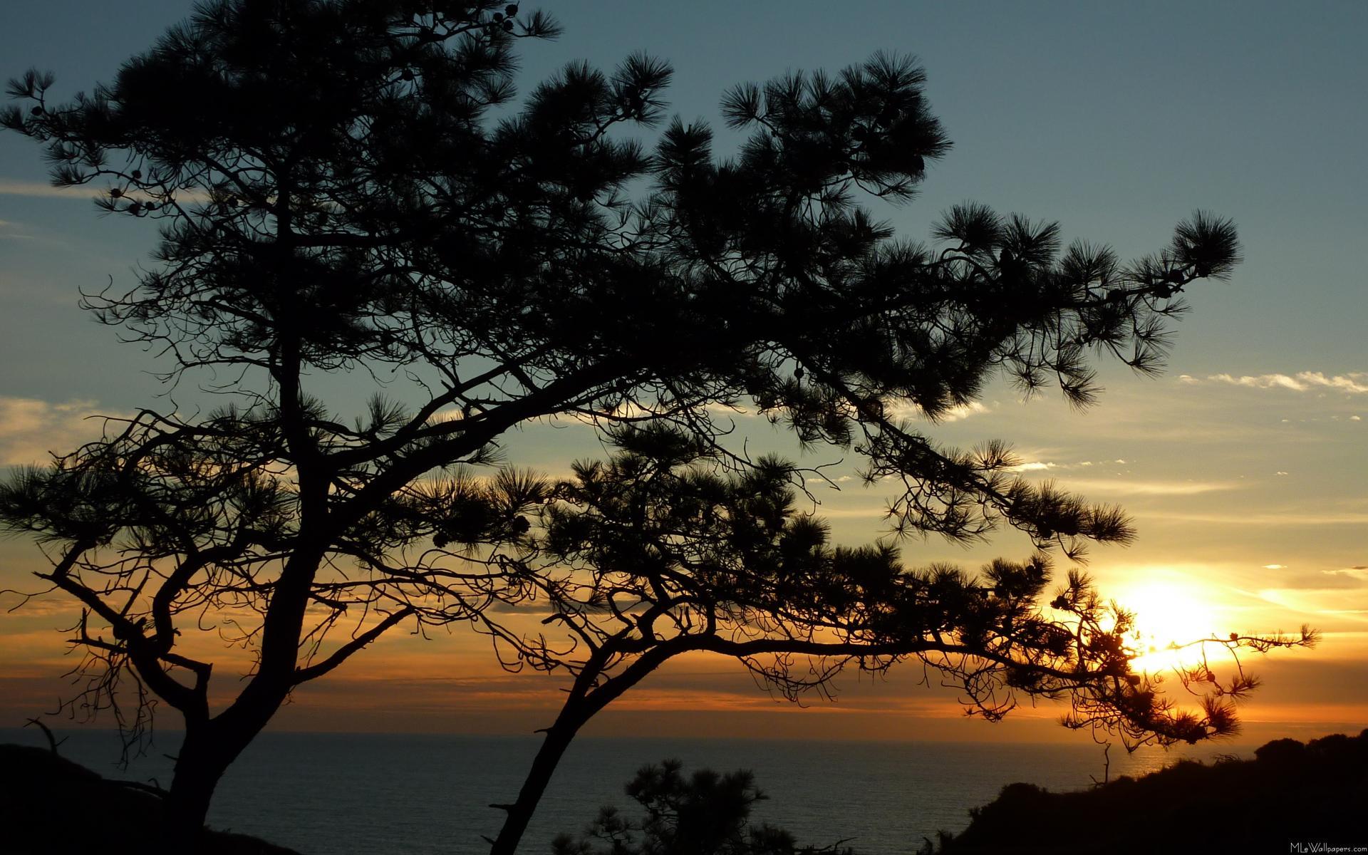 Torrey Pines Wallpaper