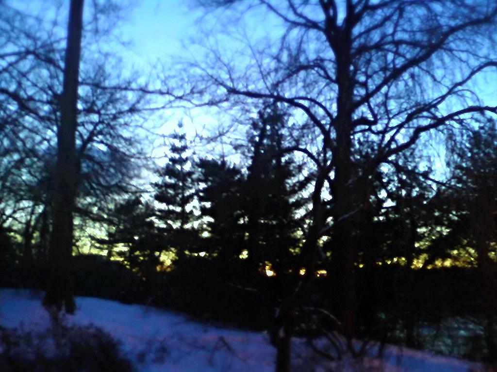 the gold behind the pines. sunset around the forestation. t