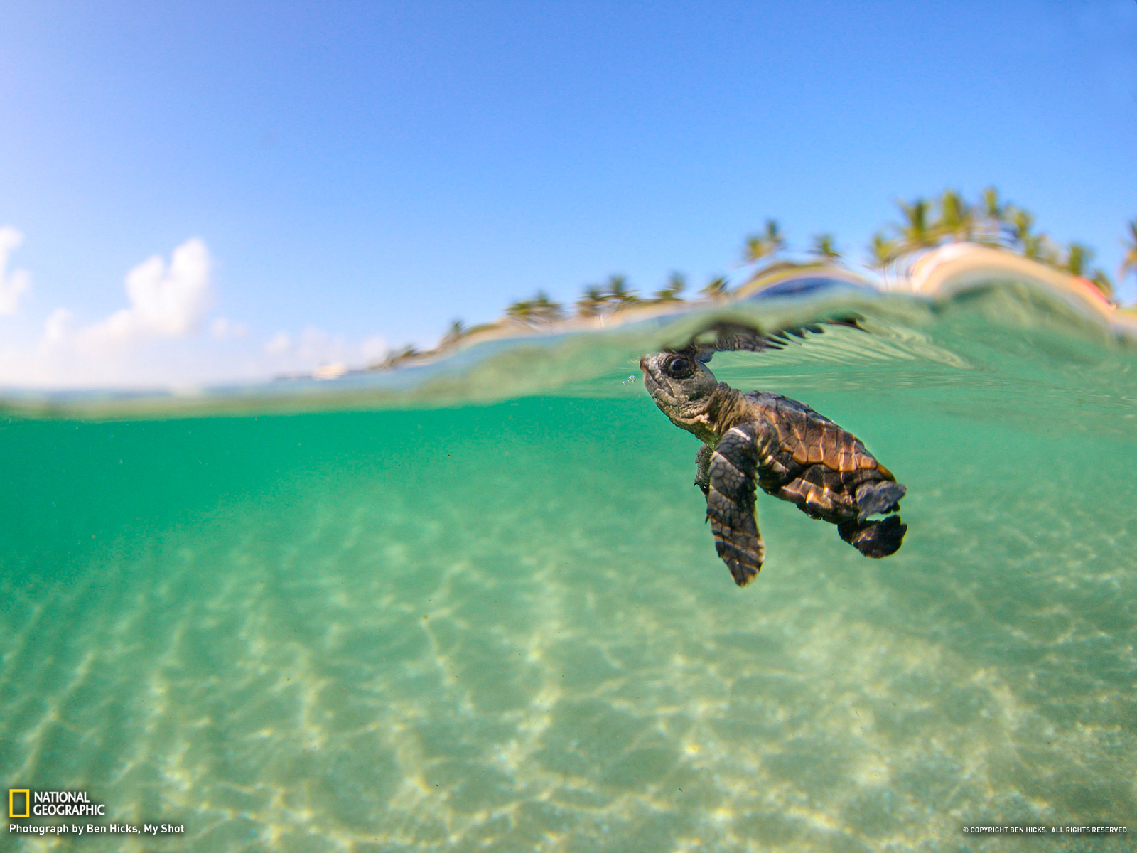 Sea Turtle Computer Wallpapers