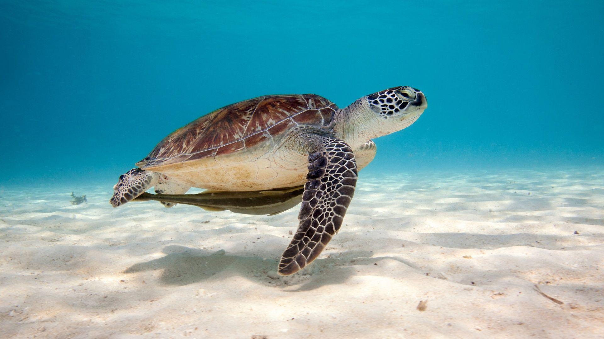 Sea Turtle. Sea turtle wallpaper, Turtle, Turtle swimming