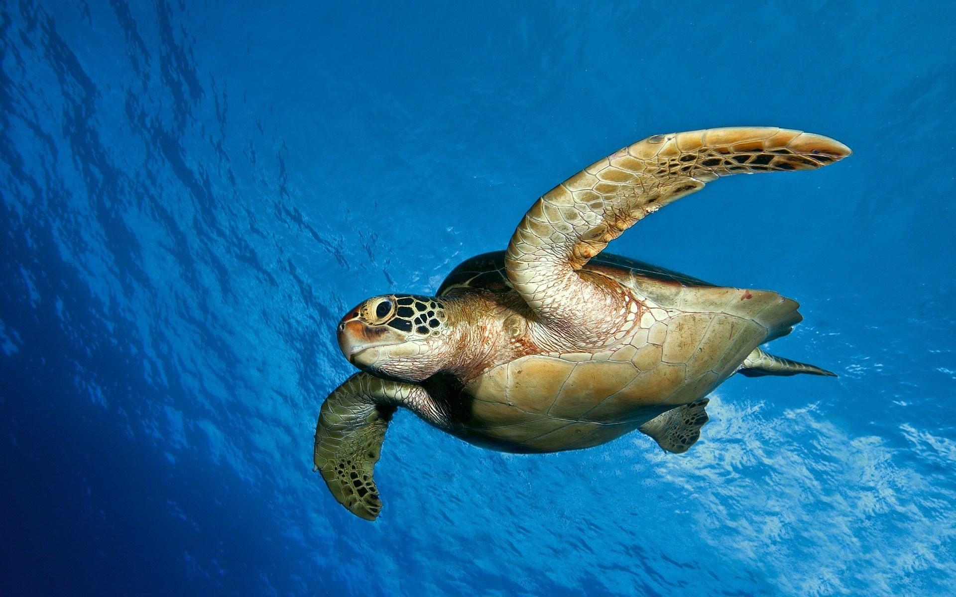 Free Turtle Wallpaper Sea Turtle HD
