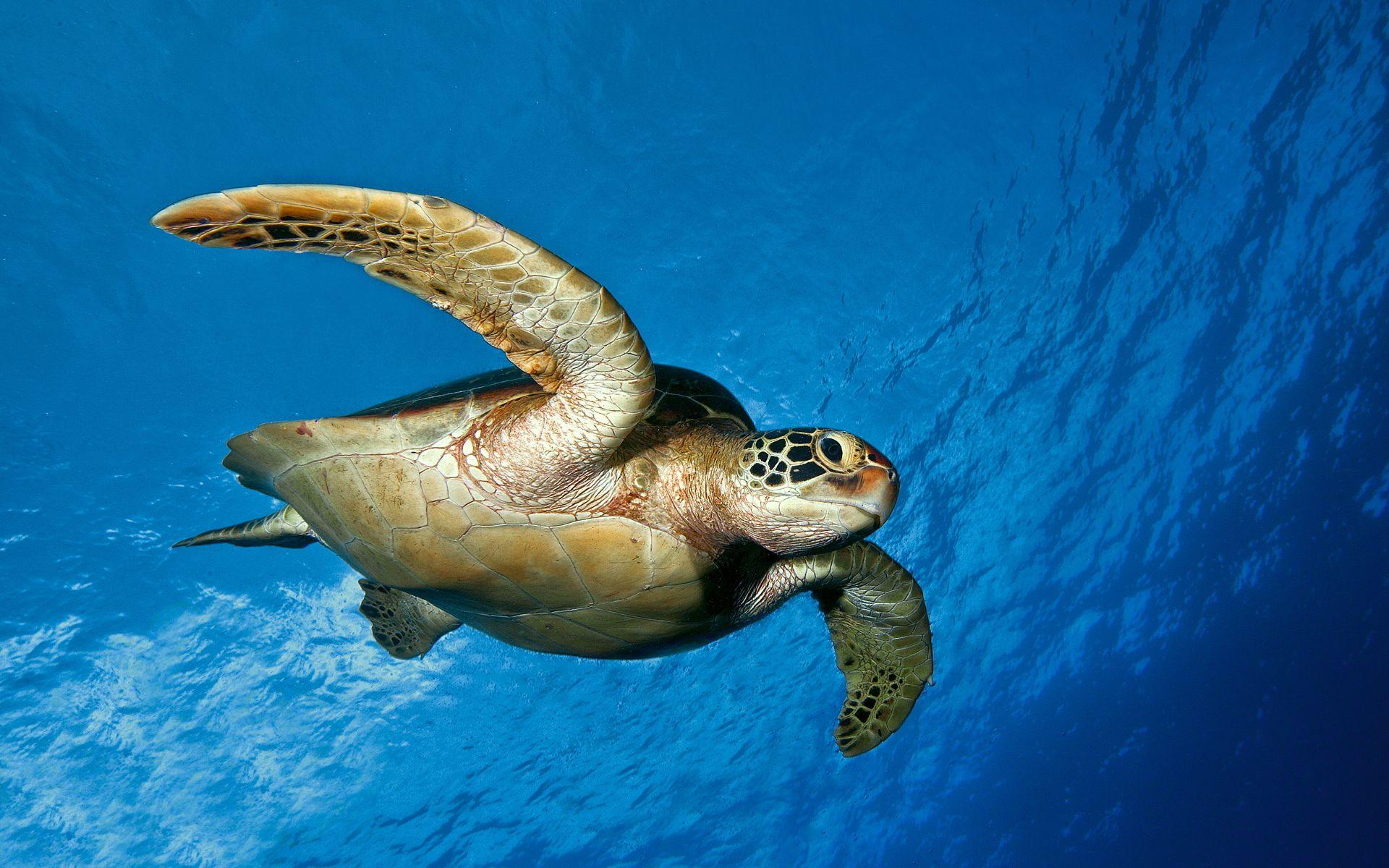 turtle zoeken. Turtle wallpaper, Sea turtle