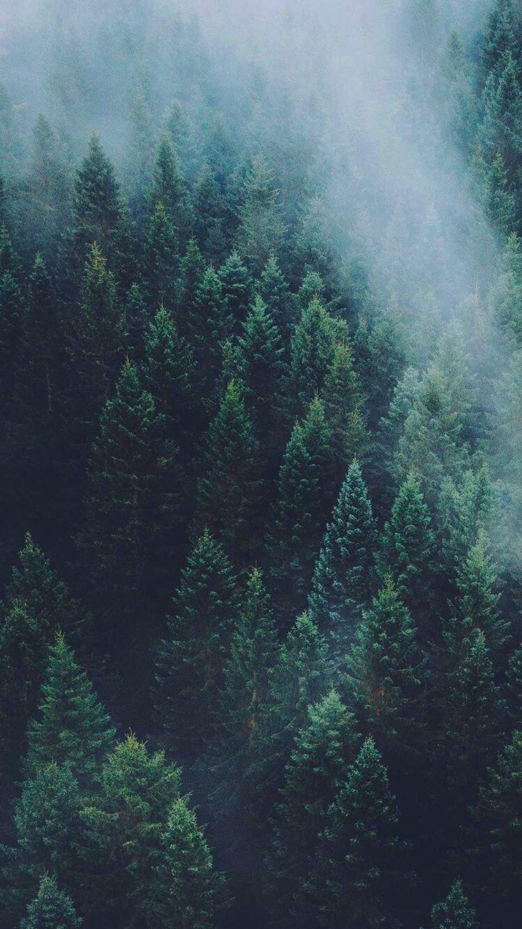 iPhone wallpaper. Forest wallpaper