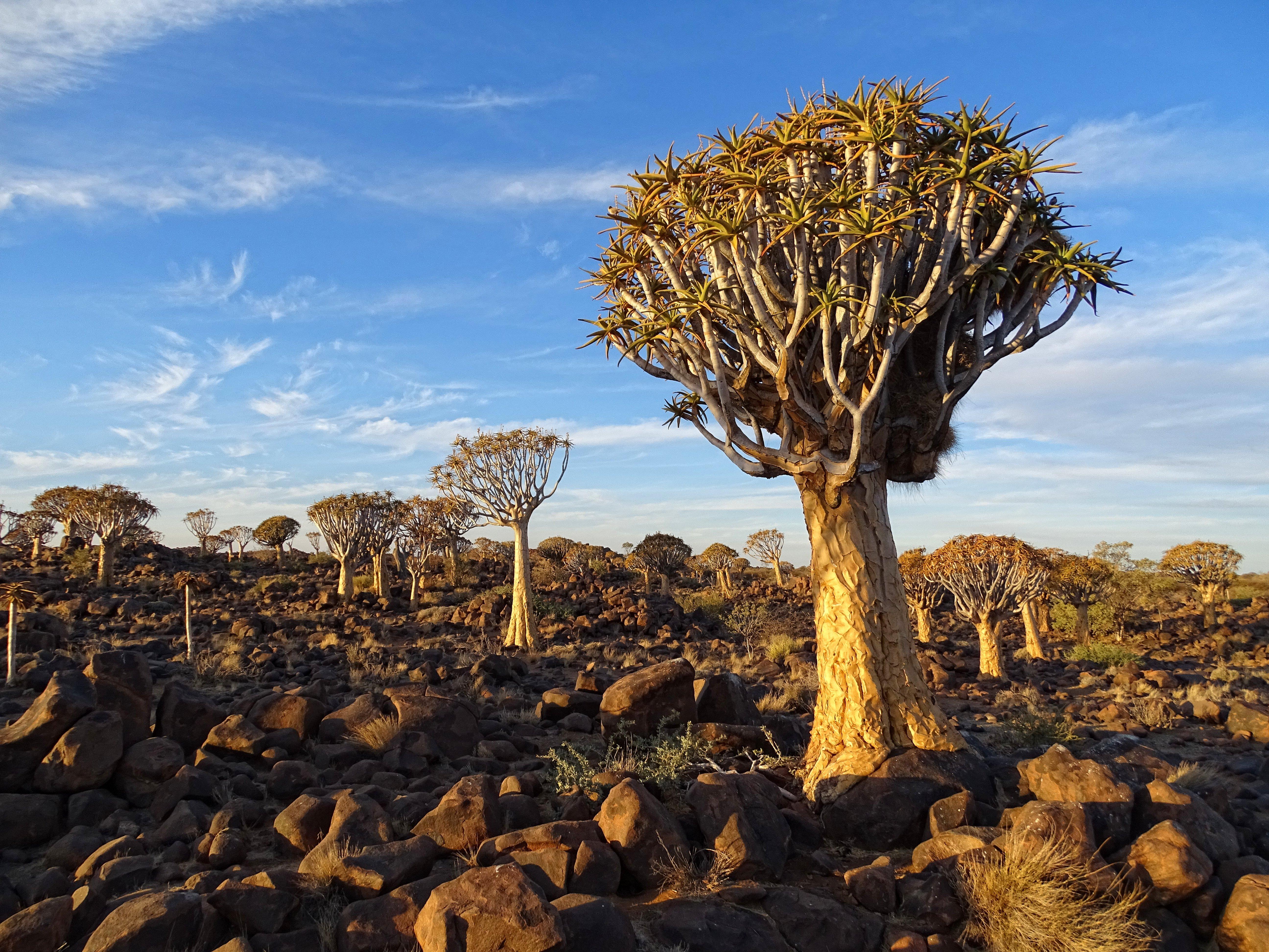Quiver Tree Forest