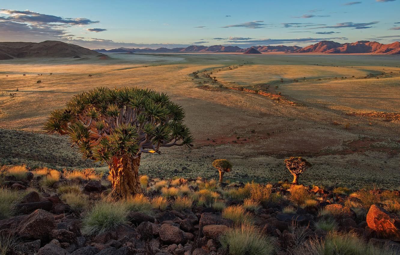 Wallpaper nature, landscape, Africa, Quiver Tree Forest