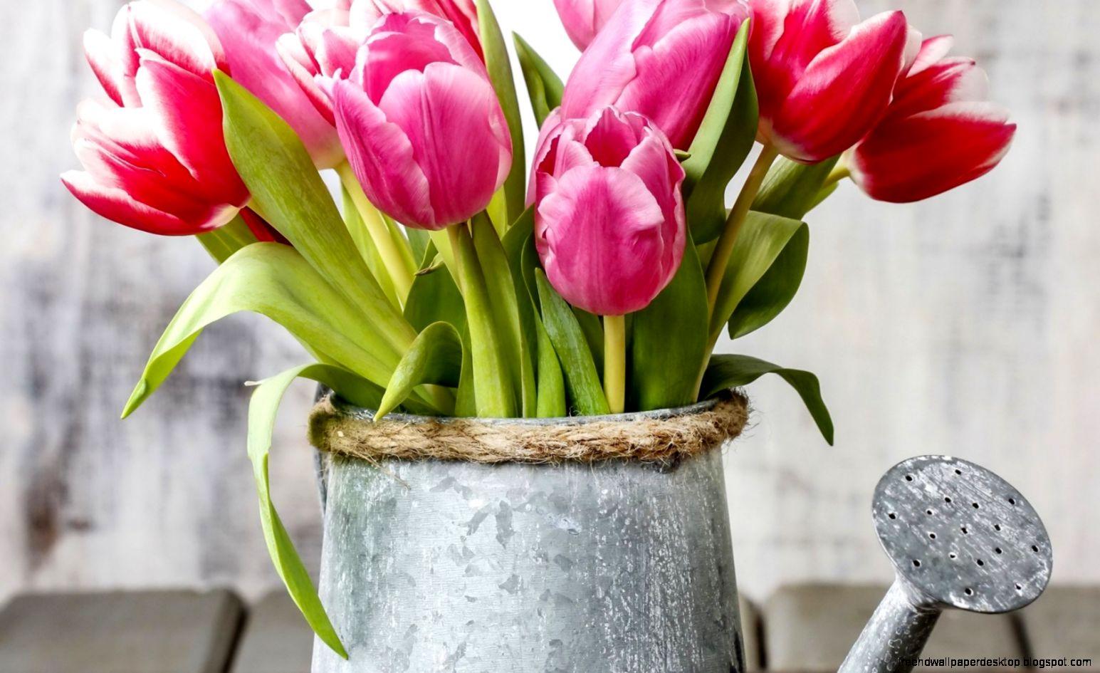 Watering Can Flowers Tulips HD Wallpaper. Free High