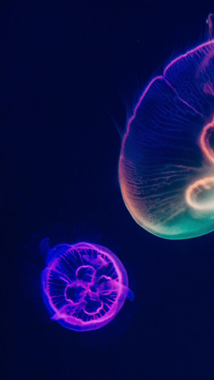 wallpaper Minimal, jellyfish, colorful, glow