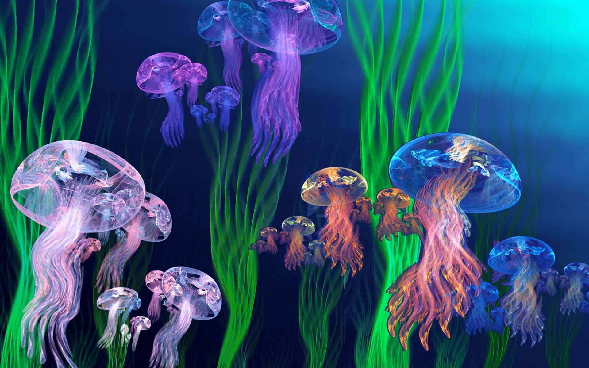 Colorful Jellyfish HD Wallpaper. Background Image