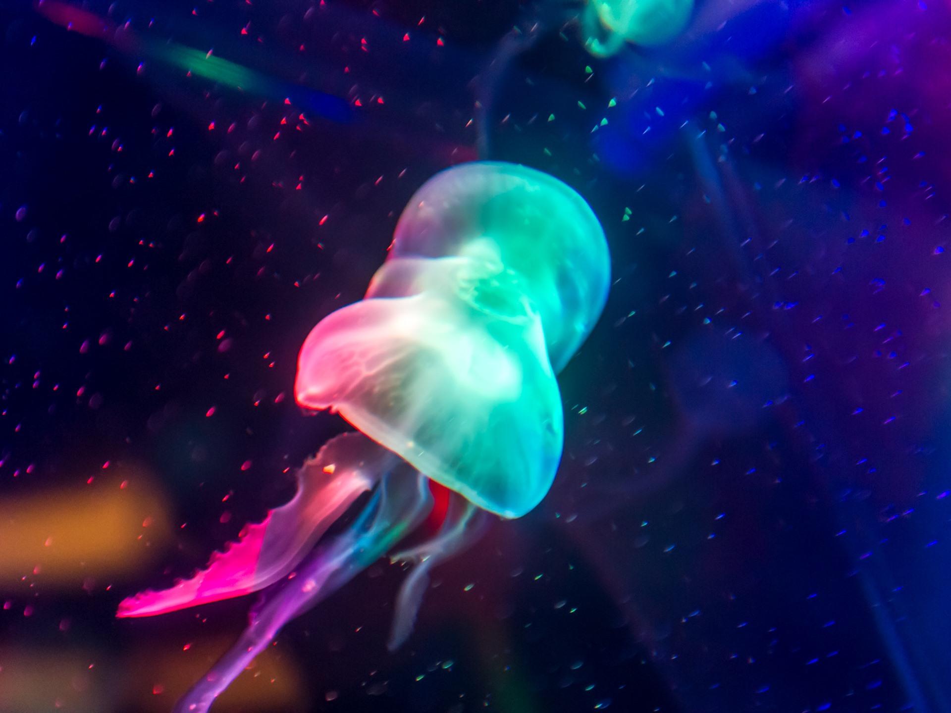 Wallpaper Jellyfish, rainbow colors 1920x1440 HD Picture, Image