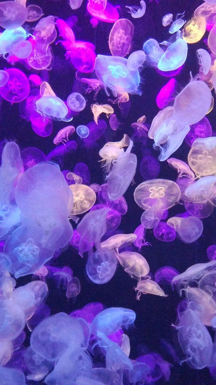 Colorful, jellyfishes, underwater, 720x1280 wallpaper