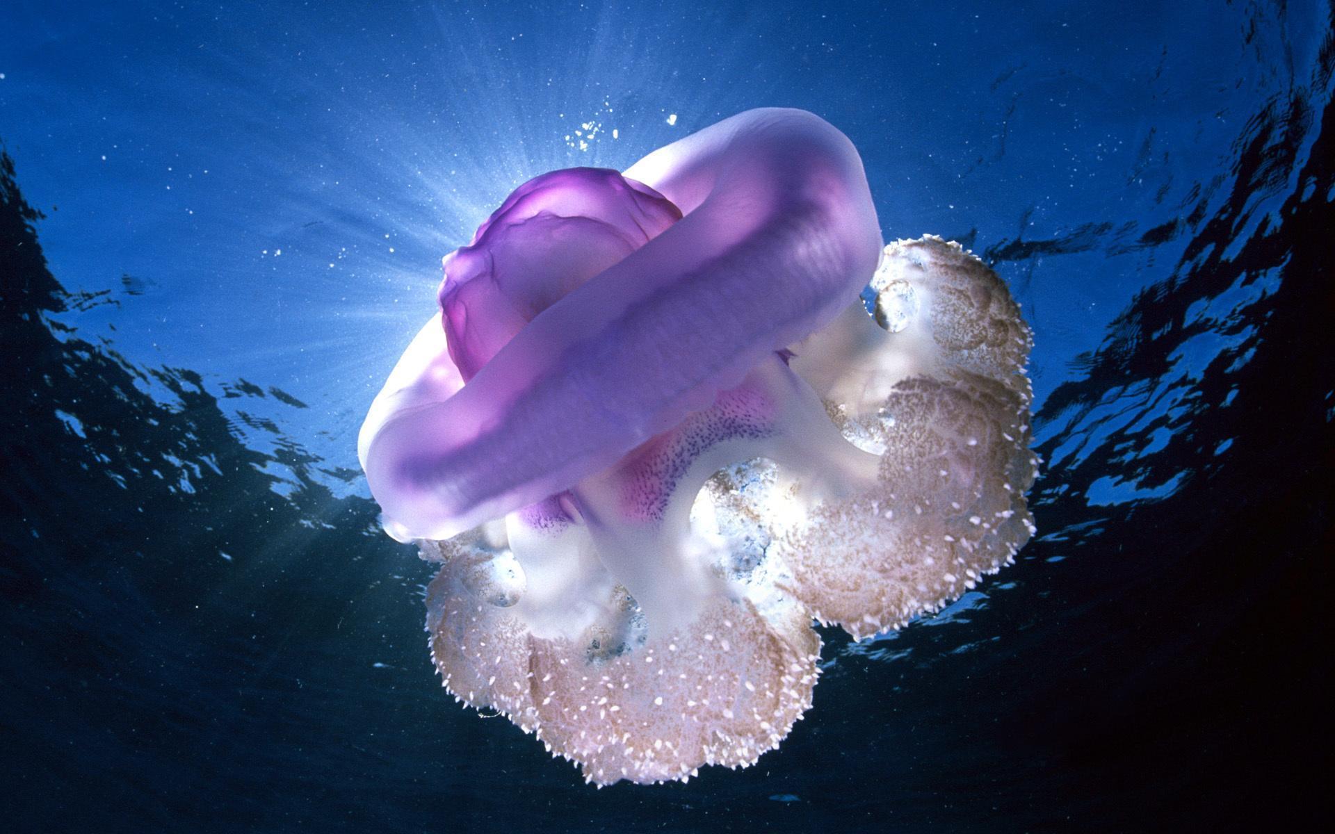 Jellyfish Wallpaper for Android