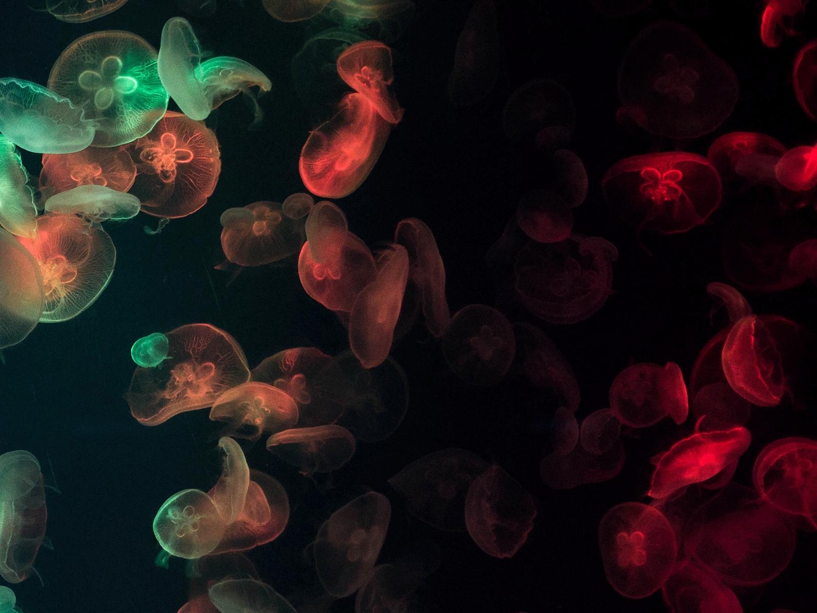 Download wallpaper 1600x1200 jellyfish, underwater, glow