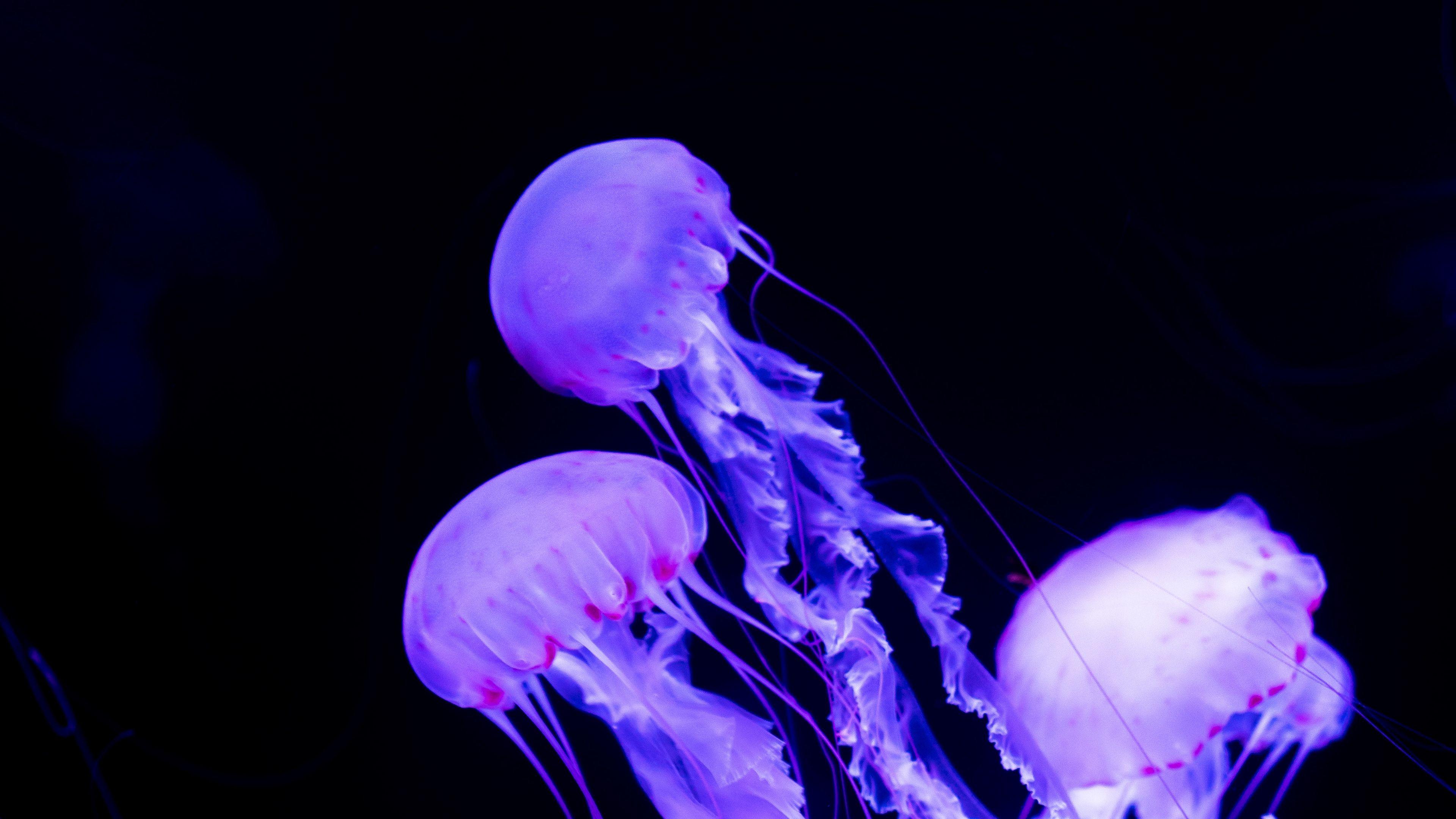 Neon Jellyfish Wallpaper Free Neon Jellyfish