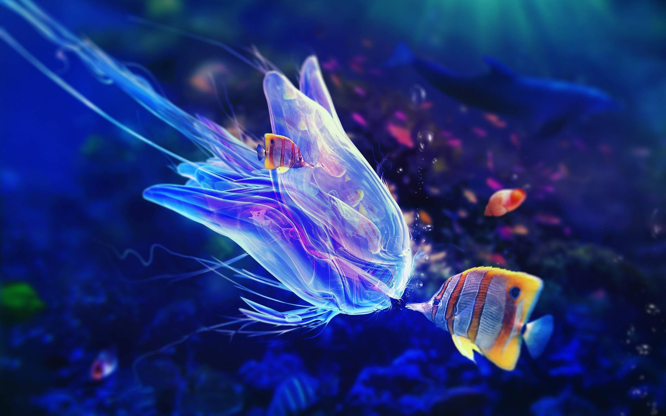 jellyfish animals underwater sea fish colorful wallpaper