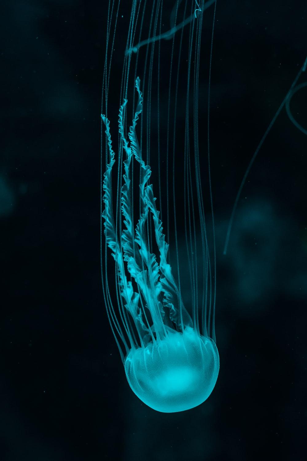 Jellyfish Picture [HD]. Download Free Image