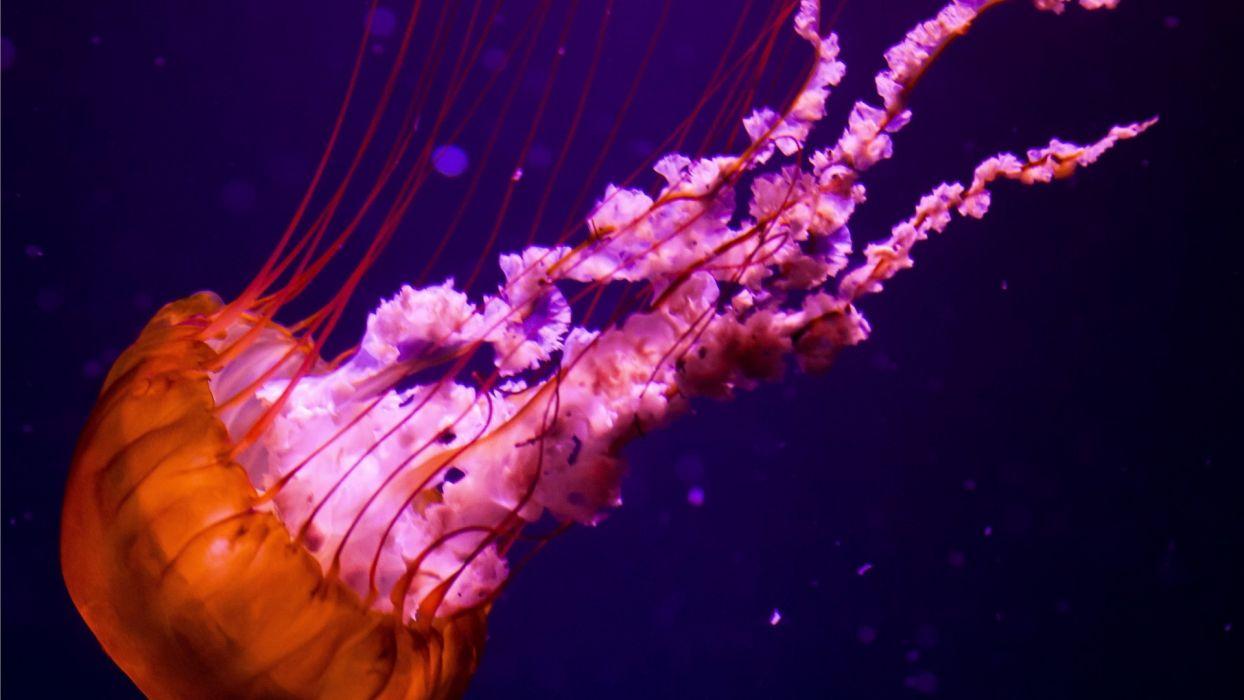 Jellyfish underwater ocean sea nature color orange pink