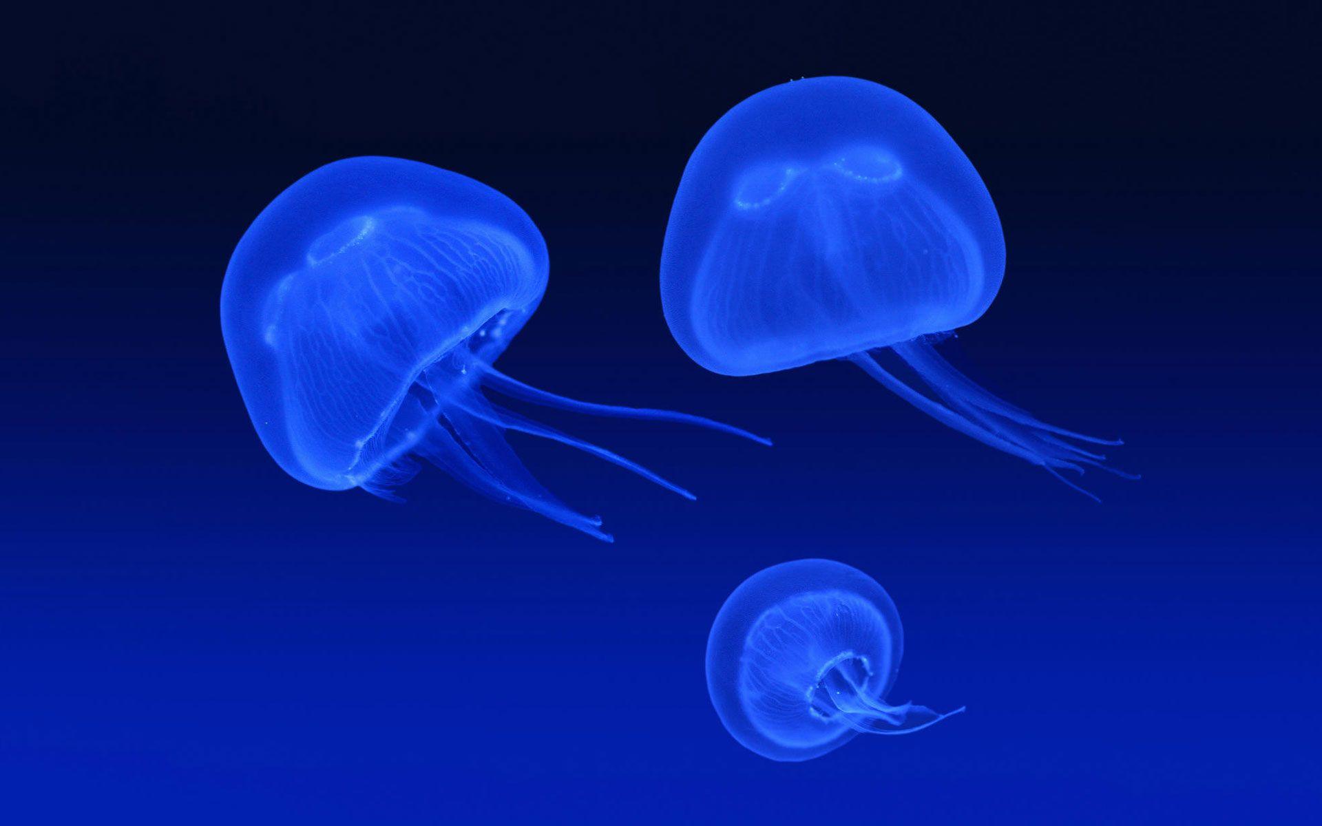 Moon jellyfish 4K Ultra HD Wallpaper. Floating Jellyfish