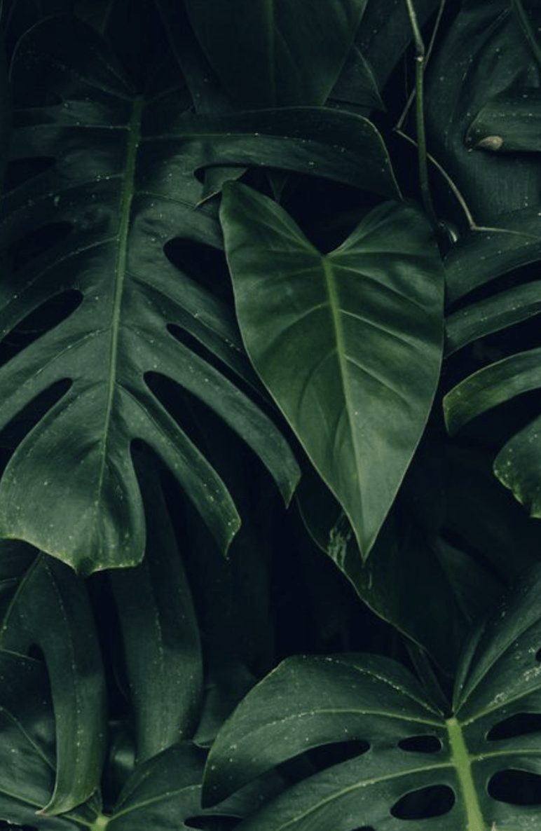 Aesthetic Tropical Leaves Desktop Wallpaperwalpaperlist.com