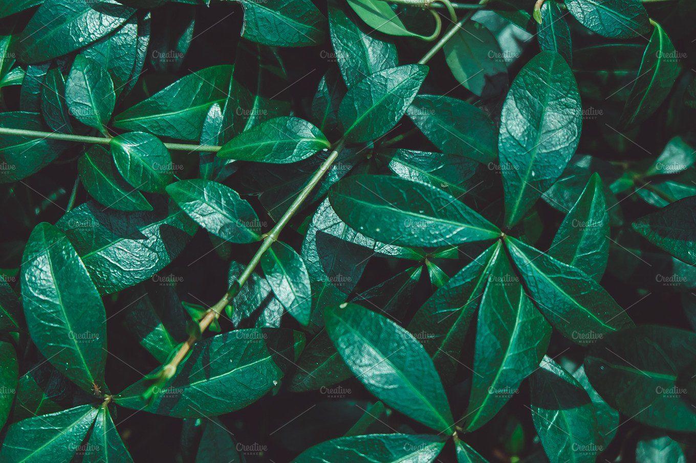 Green leaves background. Green leaf