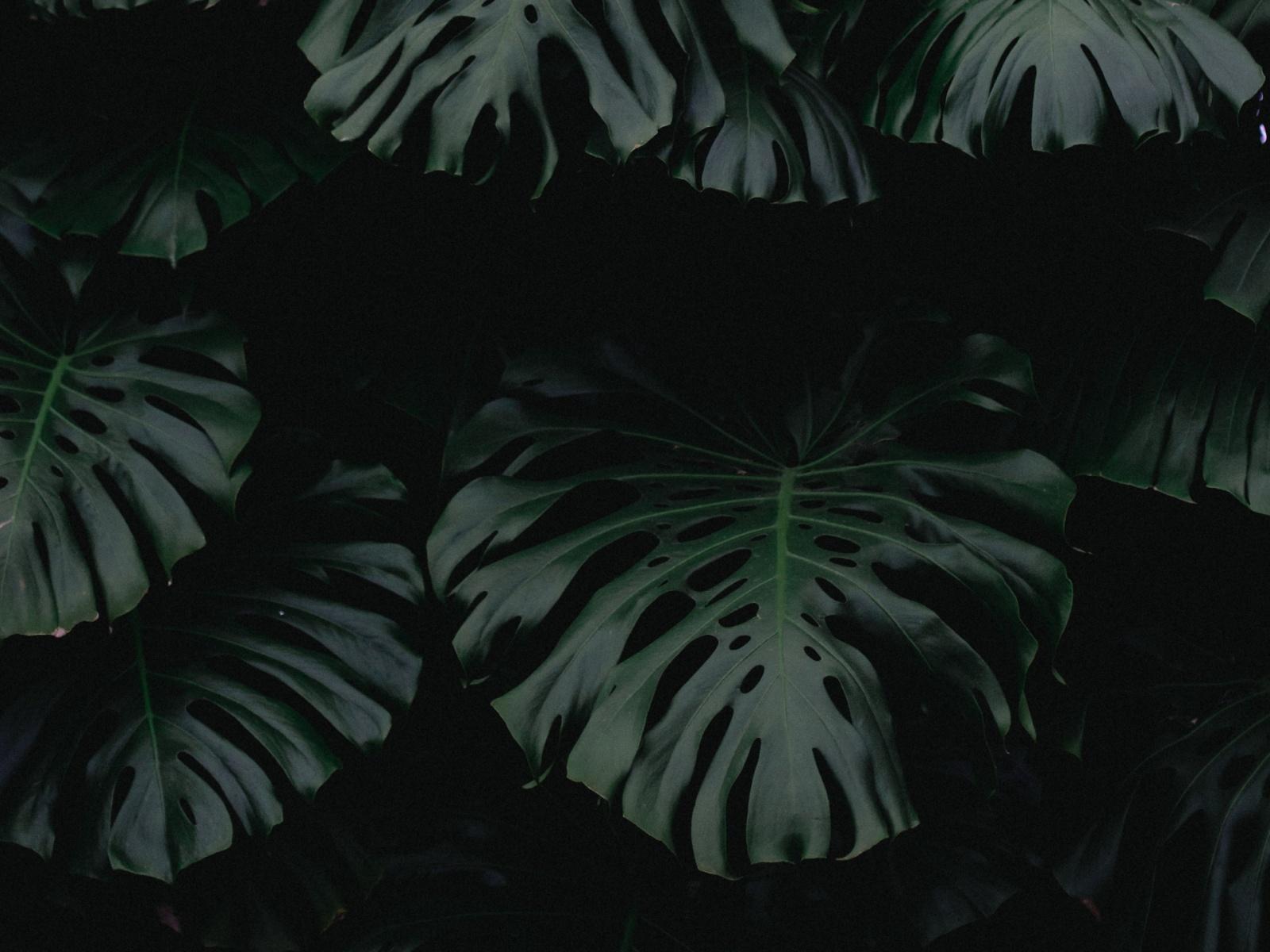 leaf, green, dark, plant desktop PC and Mac wallpaper