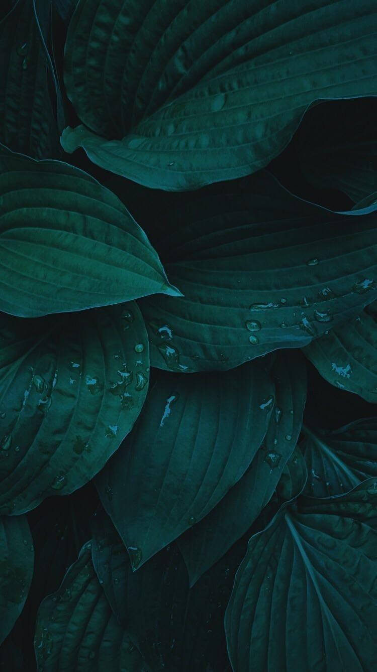 Green Leaf Aesthetic Wallpaper