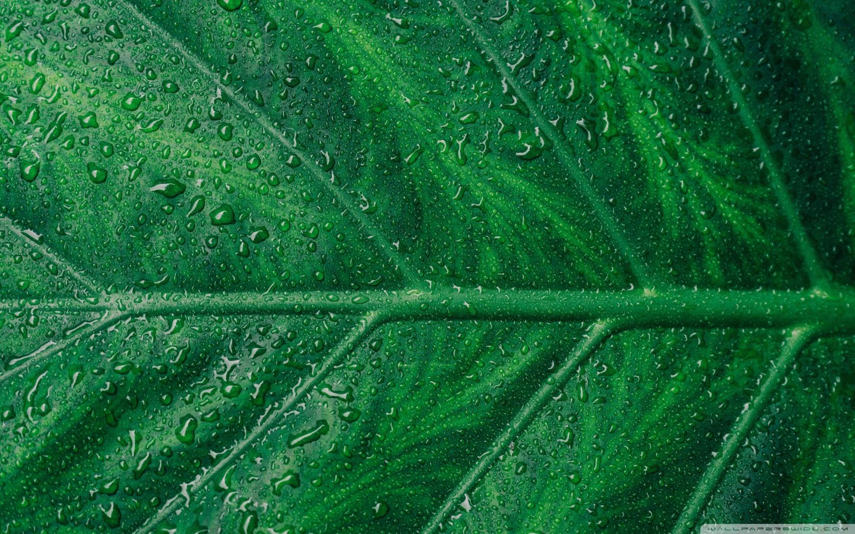 Green Leaf Aesthetic Ultra HD Desktop Background Wallpaper