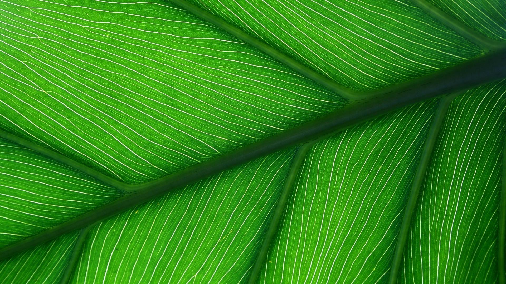 Free photo: Green Leaf Close Up, Green, Leaf