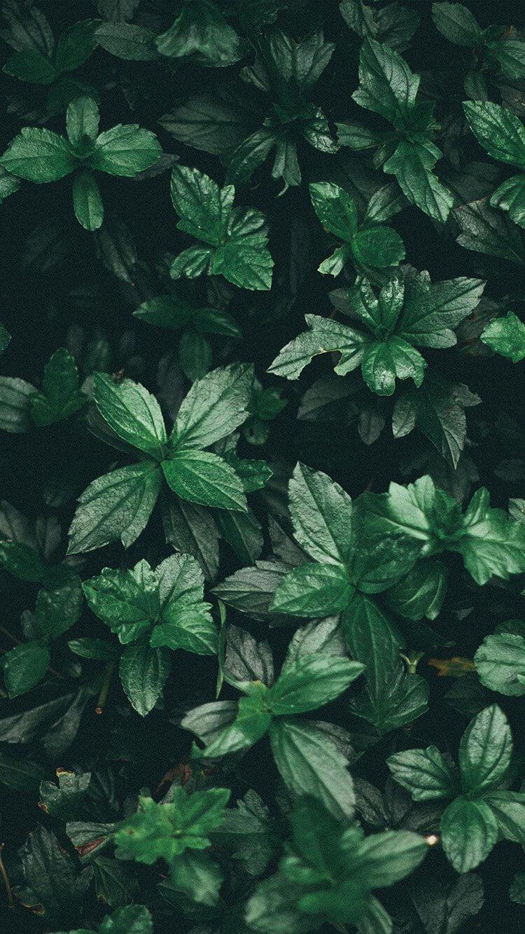 Green Leaf Aesthetic Wallpapers - Wallpaper Cave