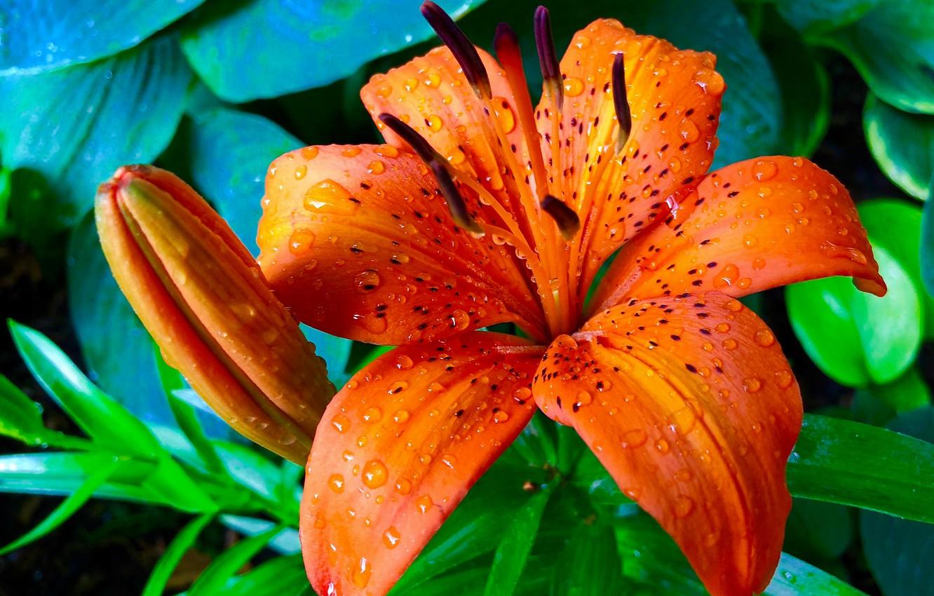 Macro Lily Wallpapers Wallpaper Cave