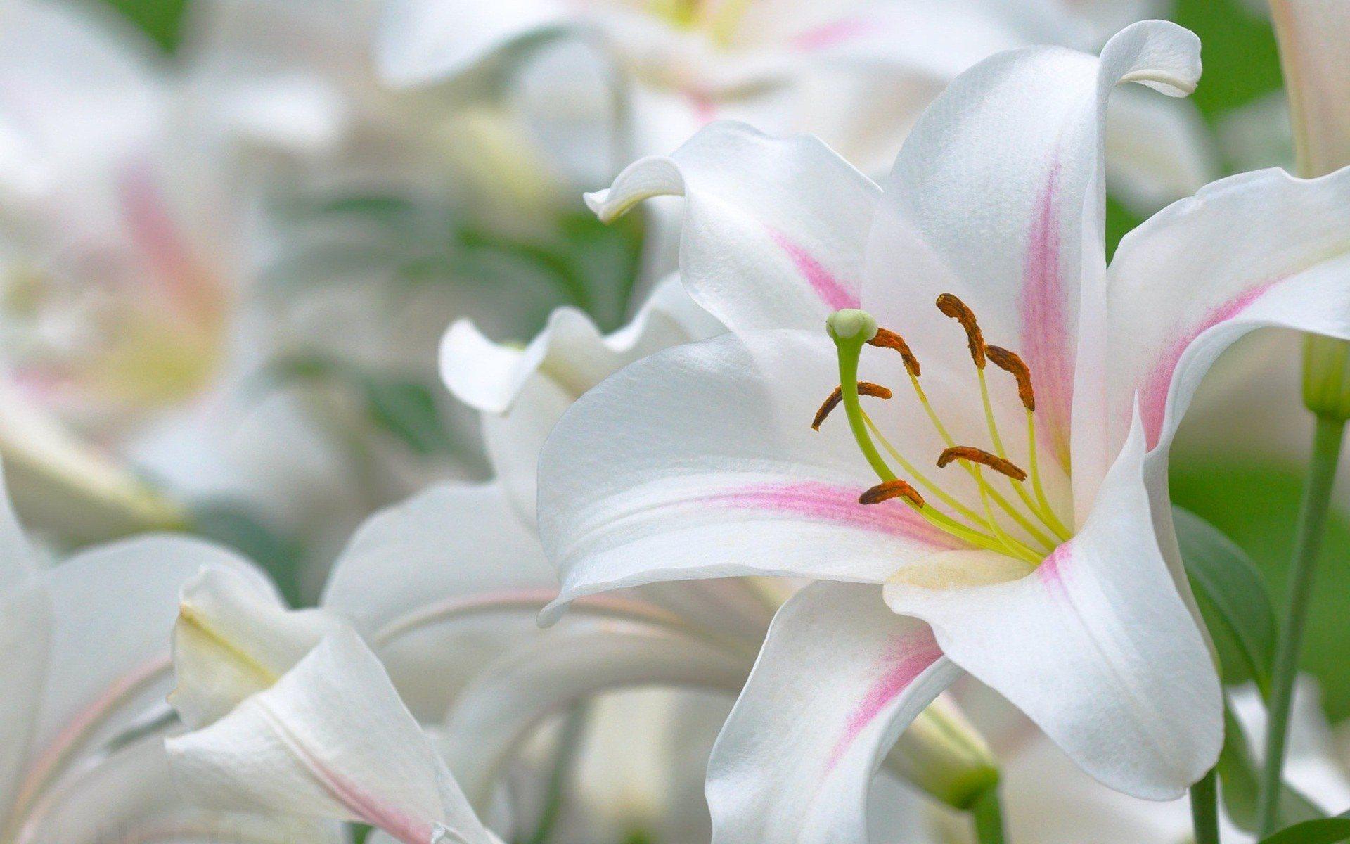HQ 1920x1200 Resolution, 31 07 Easter Lily