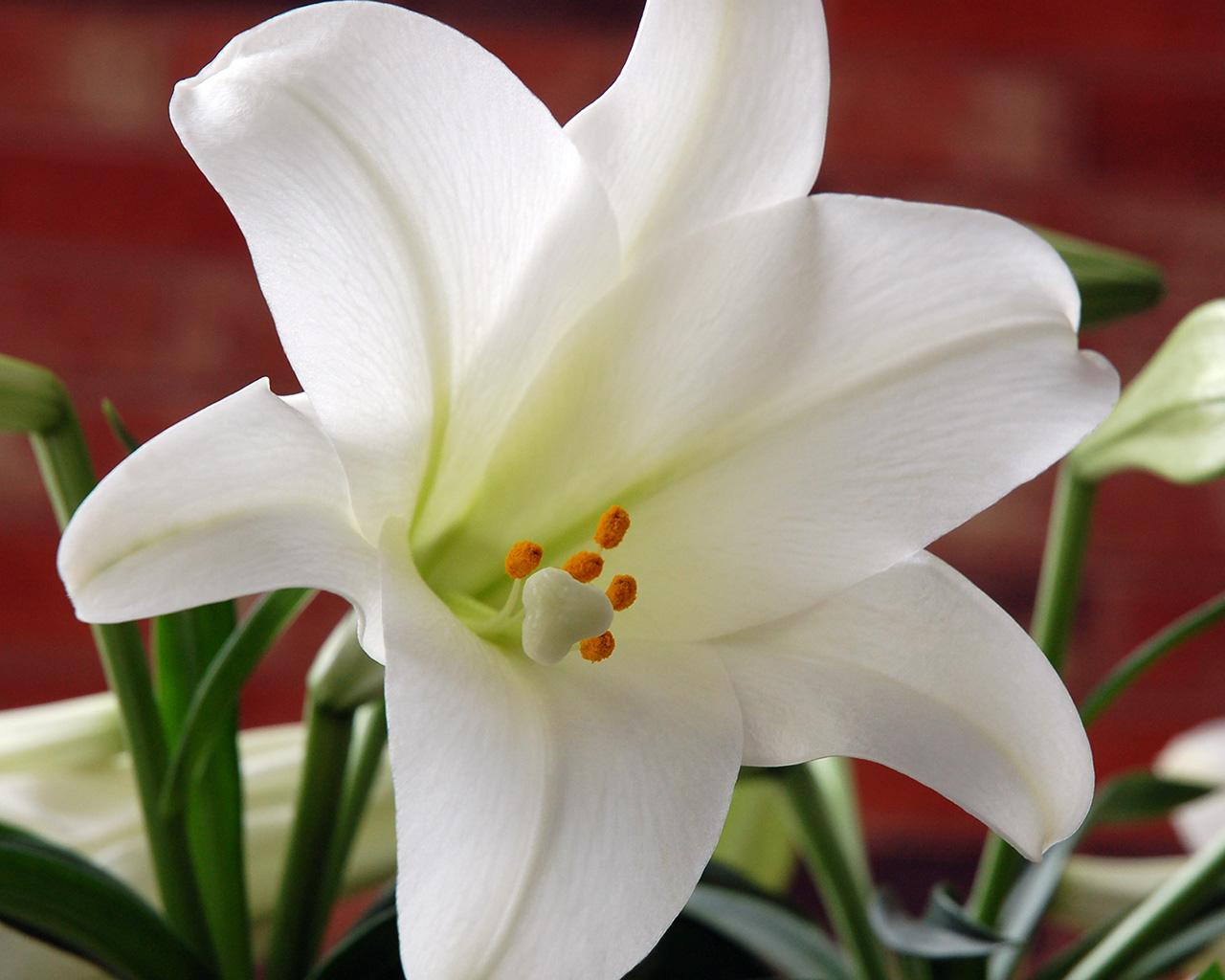 Easter Lily Wallpaper