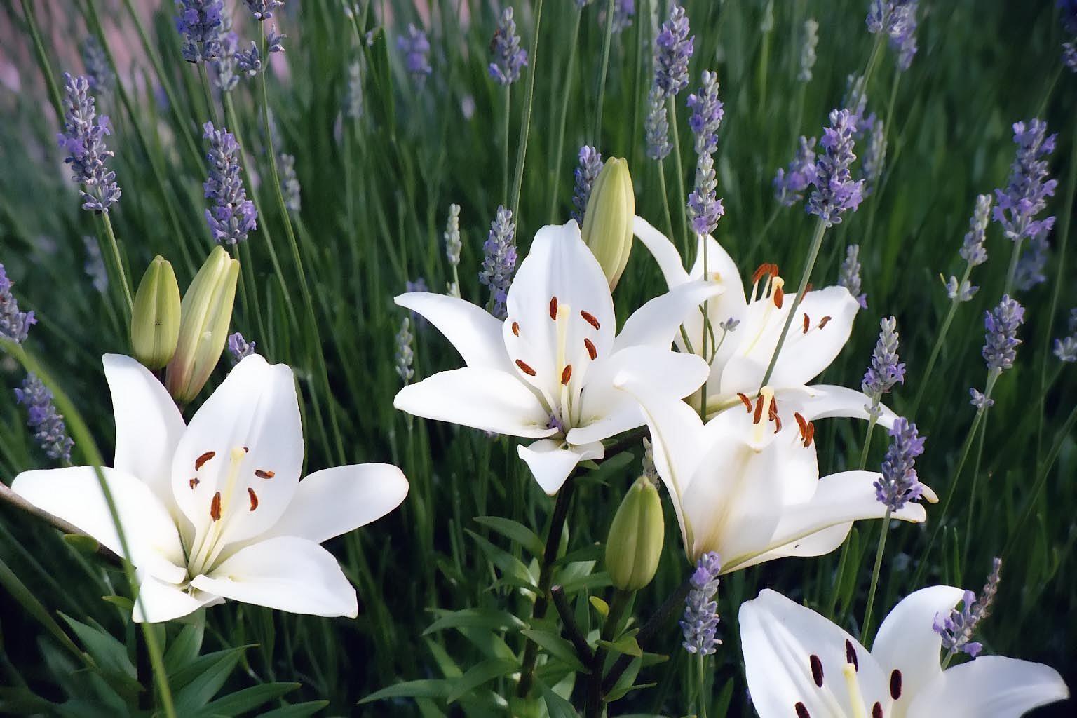 Lilies Easter Spring Flowers Wild Picture Flower Free