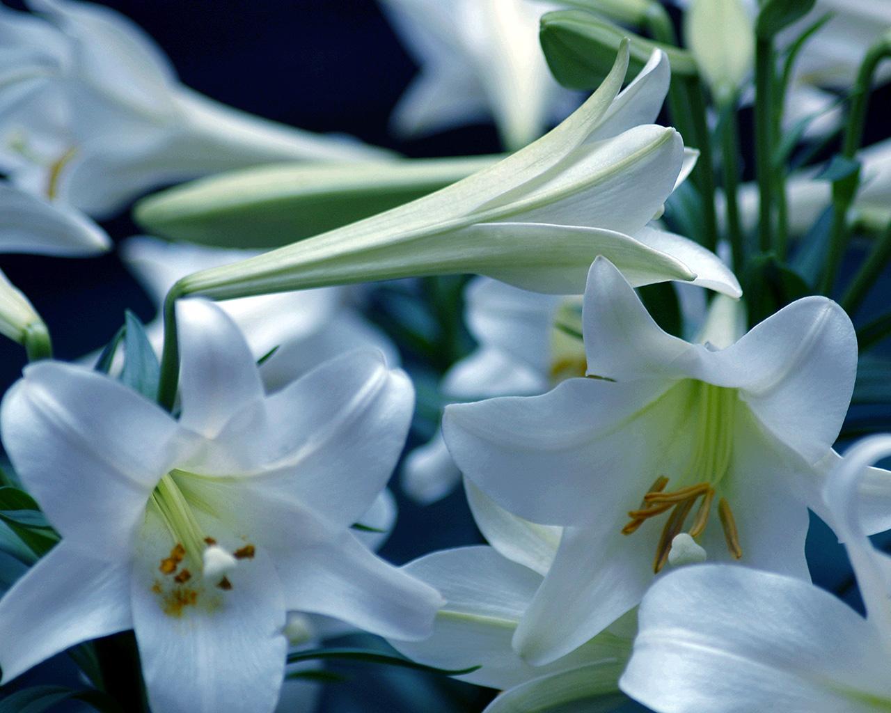 Free download Related Picture easter lily wallpaper easter