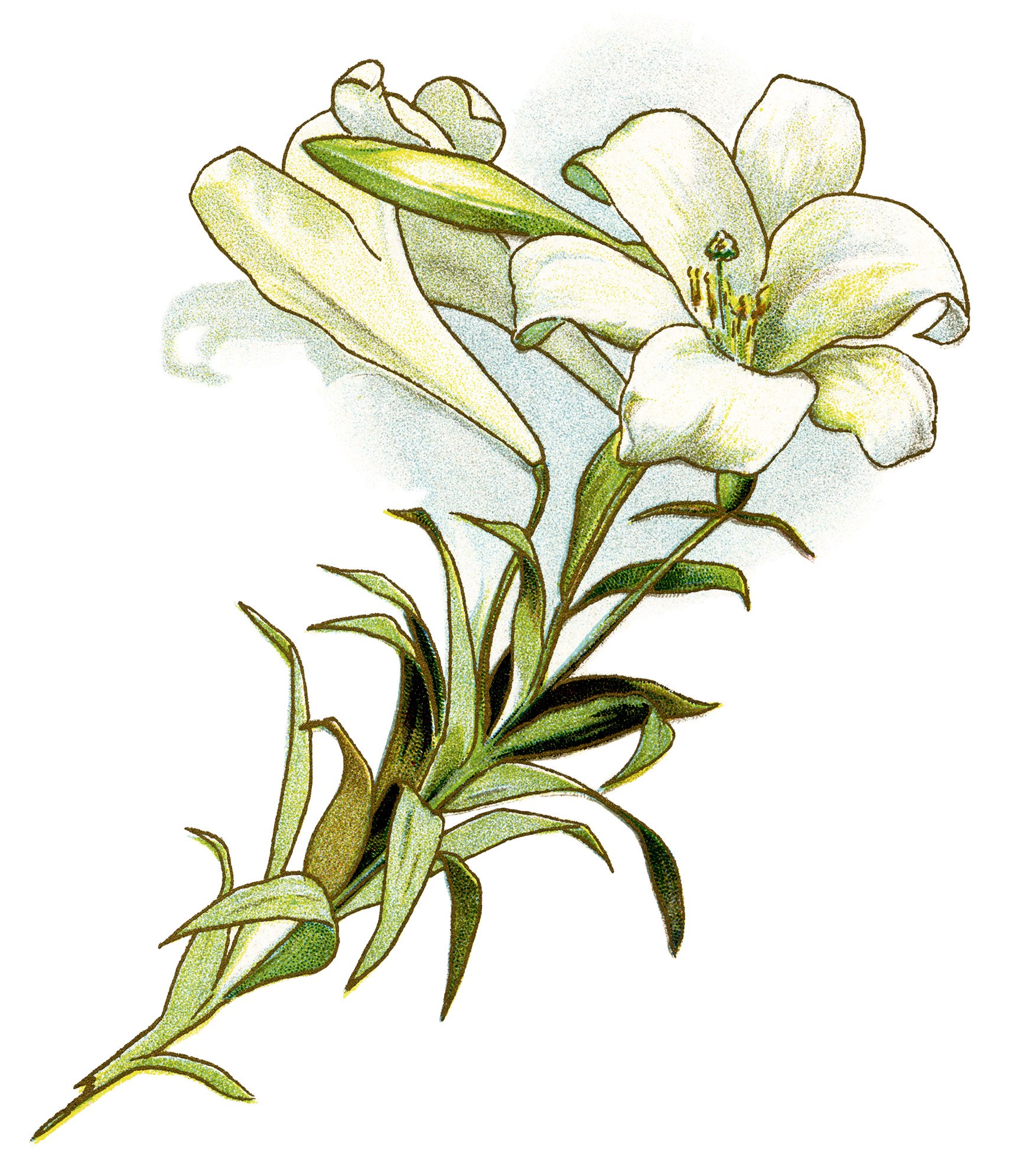 Free Easter Lily Clipart, Download Free Clip Art, Free Clip