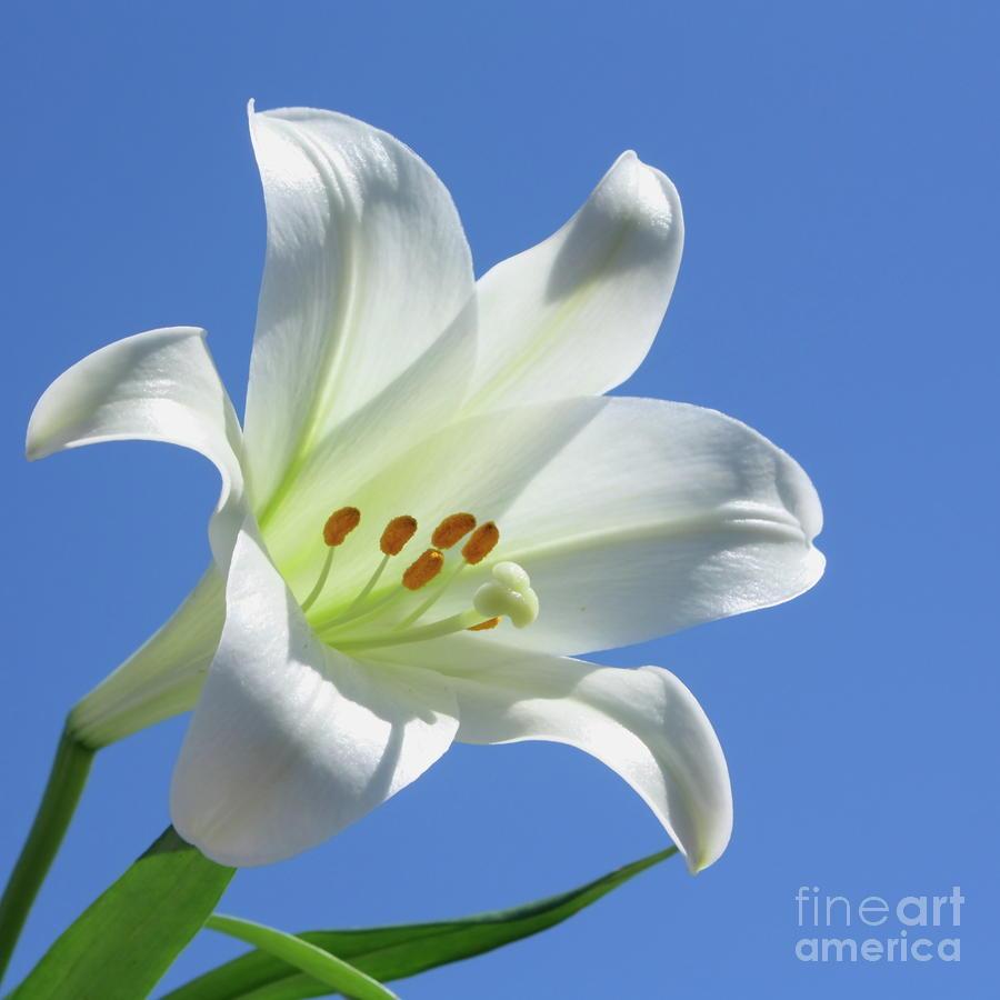 Full HD Picture Easter Lily 107.73 KB