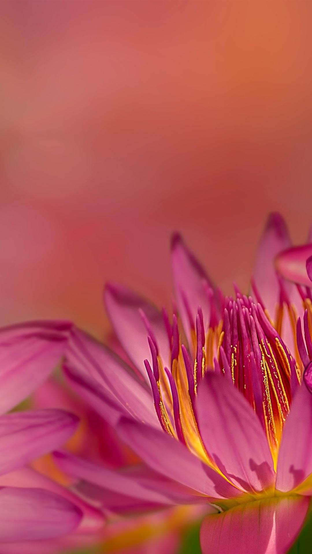 90 Iphone Water Lily Flower Wallpaper 4K