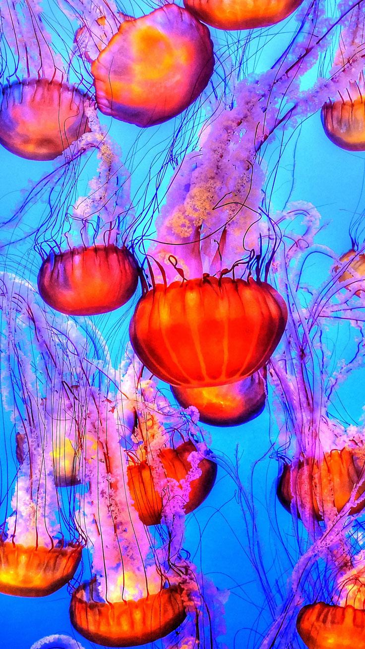 Jellyfish iPhone Wallpaper