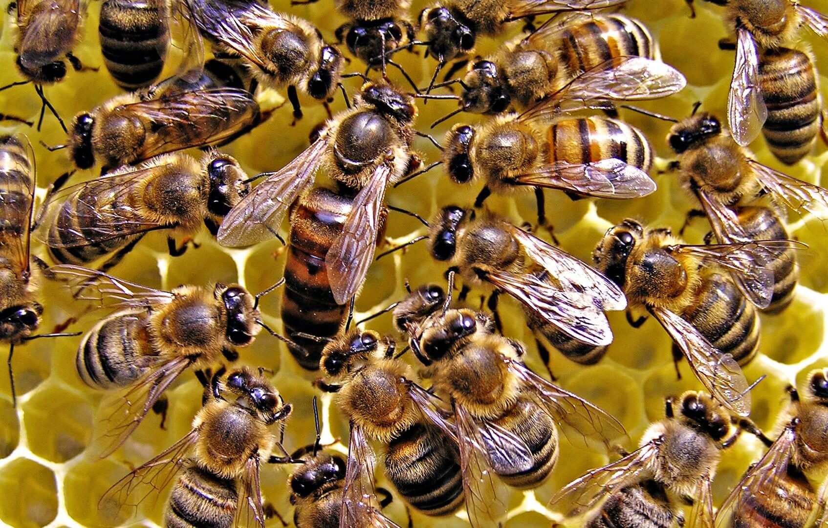 Neonicotinoid insecticides may hurt honey bee colony health