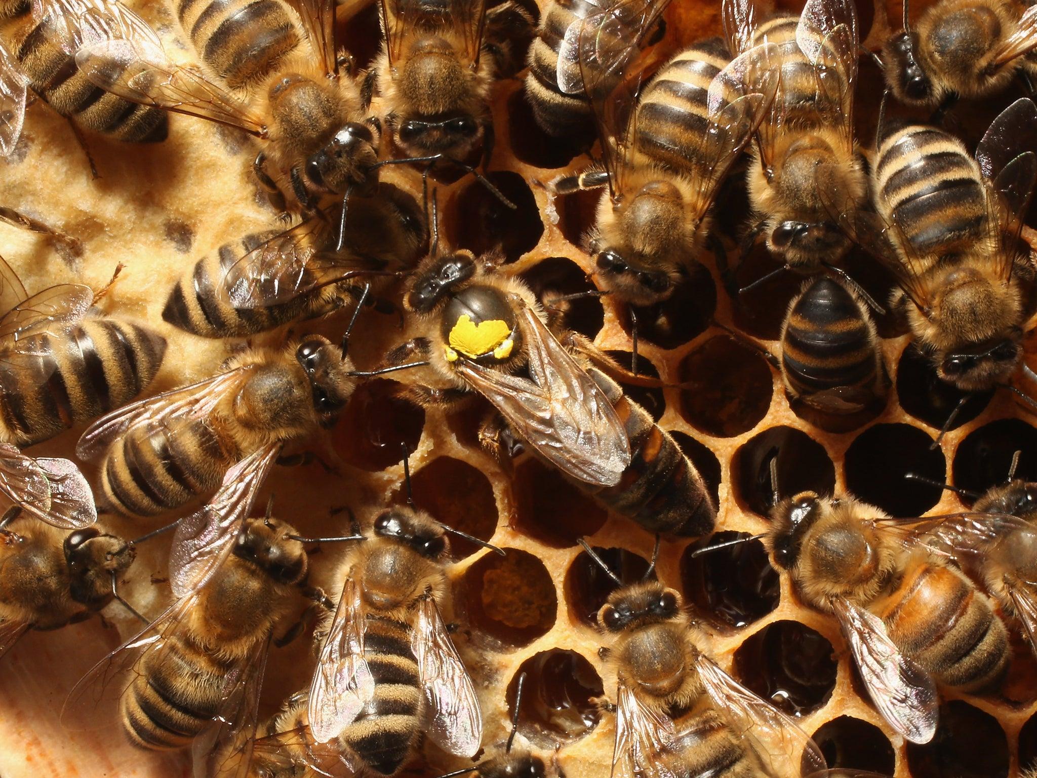 Science news in brief: From bee psychology to the strange