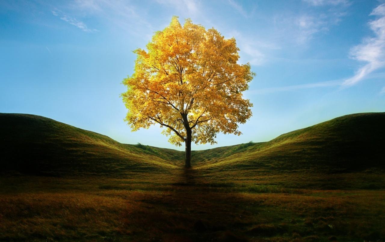 Golden Tree Wallpapers Wallpaper Cave