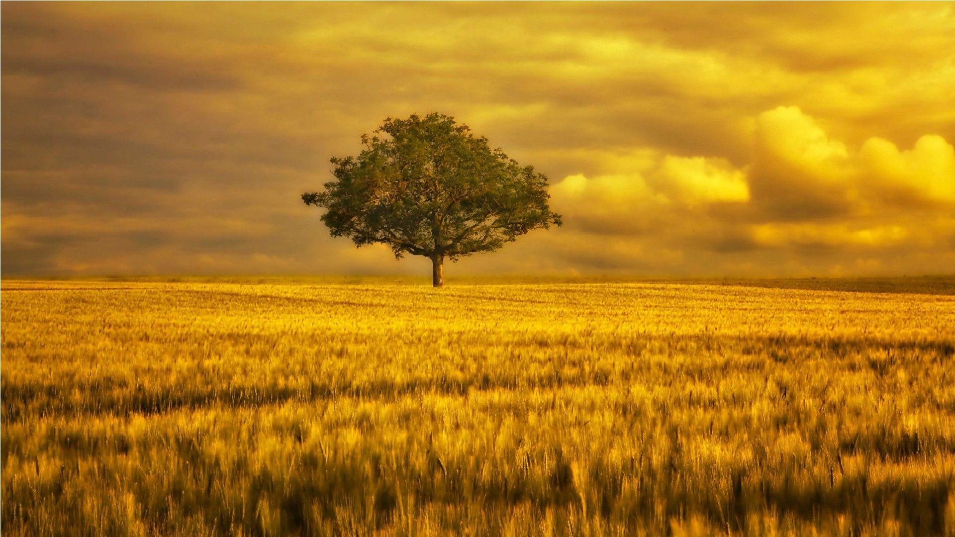 Golden Tree Wallpapers - Wallpaper Cave