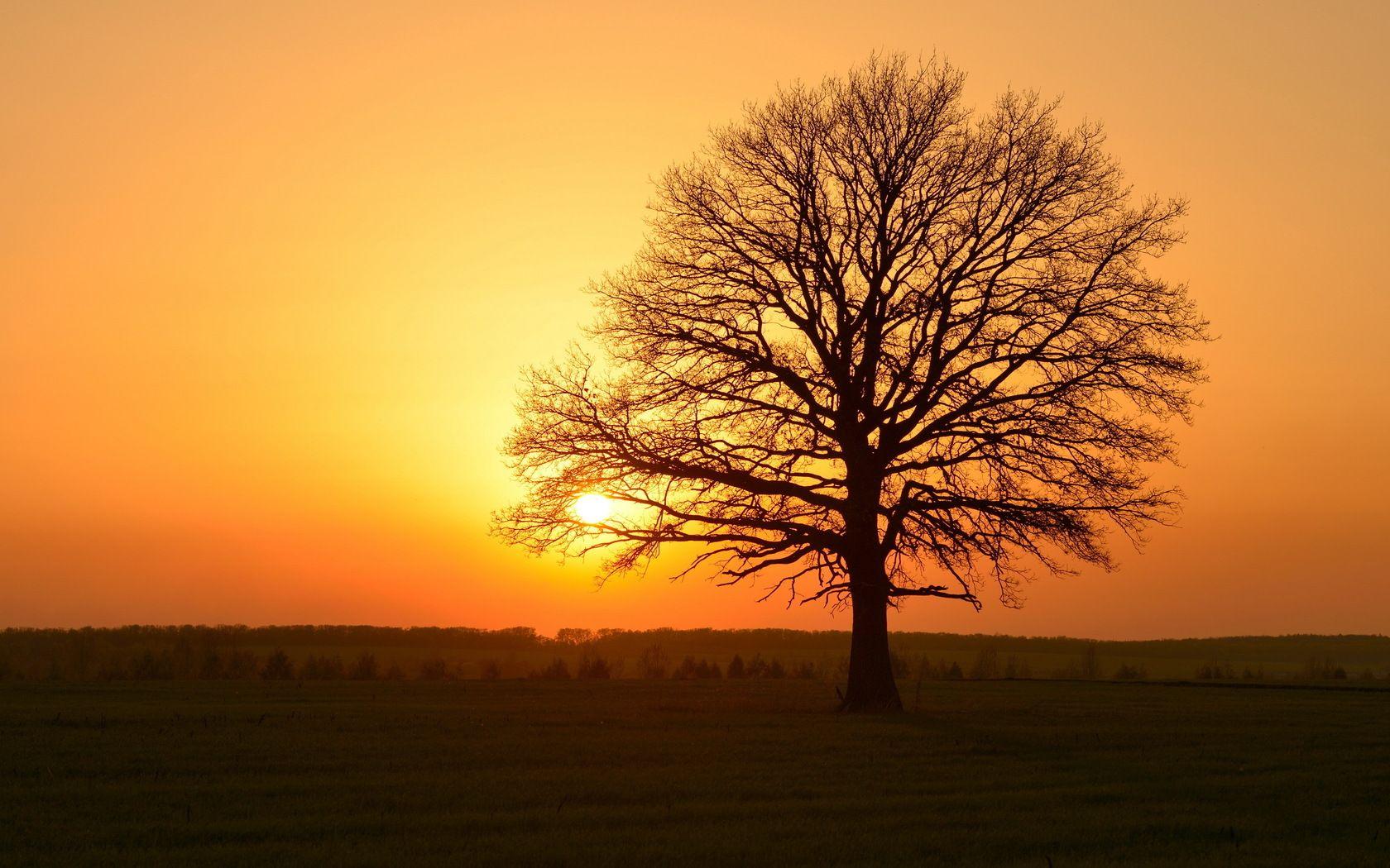 Golden Tree Wallpapers Wallpaper Cave