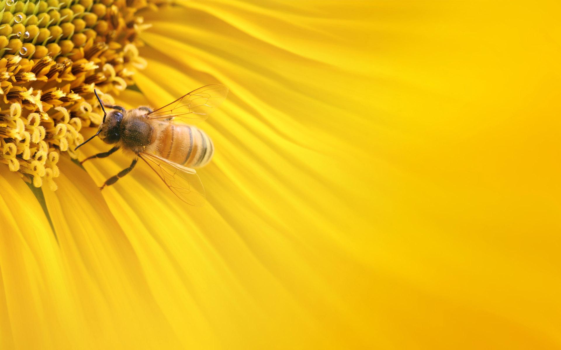 Honeybee Wallpaper. Honeybee