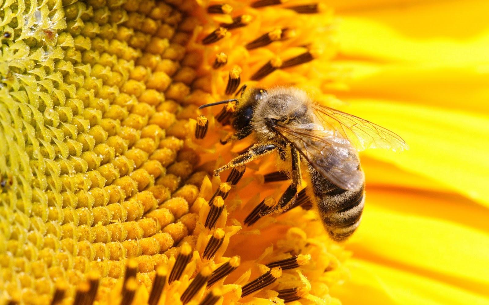 Latest Bee Photo HD Wallpaper Free Download Bee HD