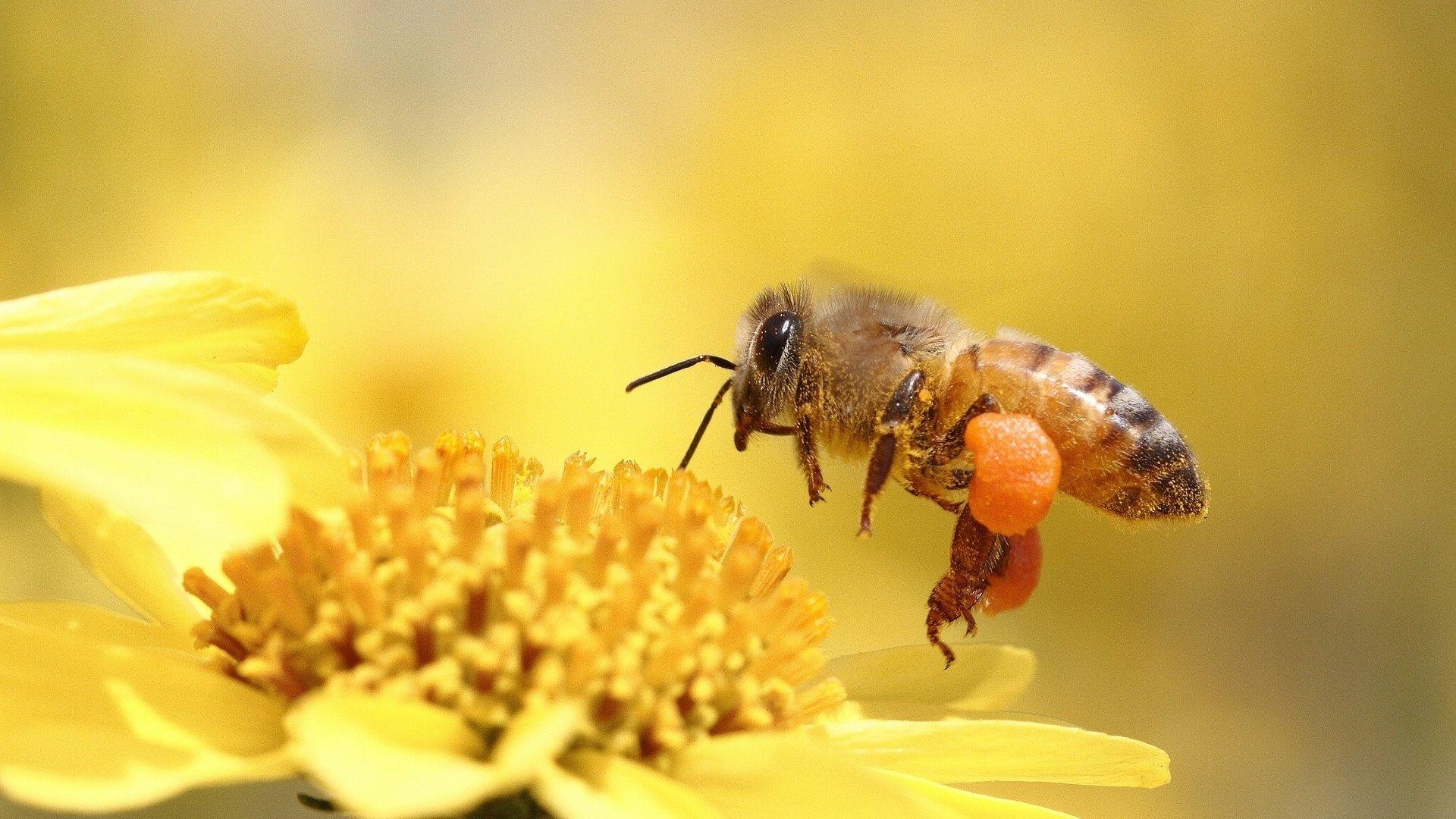 honey, Bee, Pollinating, Flower, Yellow Wallpaper HD